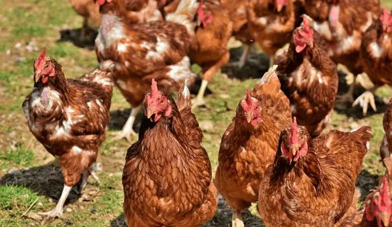 Découpes de volailles