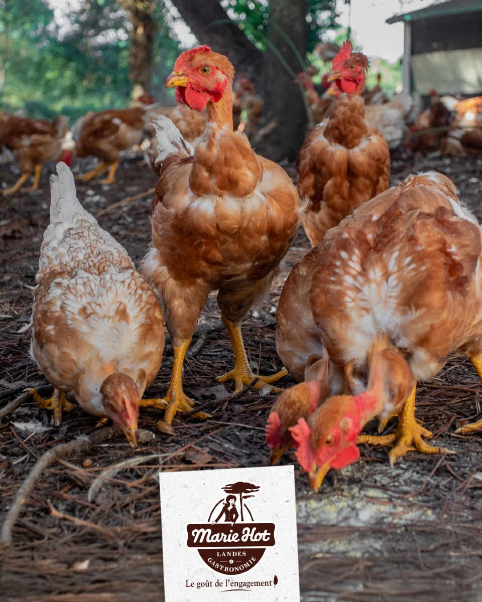 Élevage local en plein air